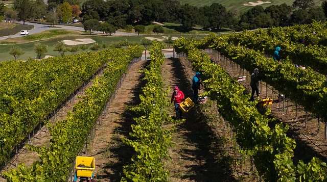 Property vineyard aerial wine harvest