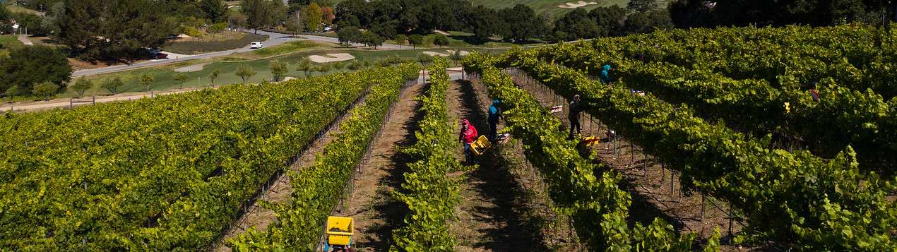 Property vineyard aerial wine harvest