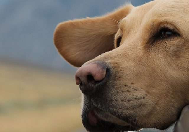 Golden labrador retriever dog