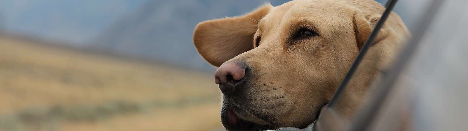 Golden labrador retriever dog