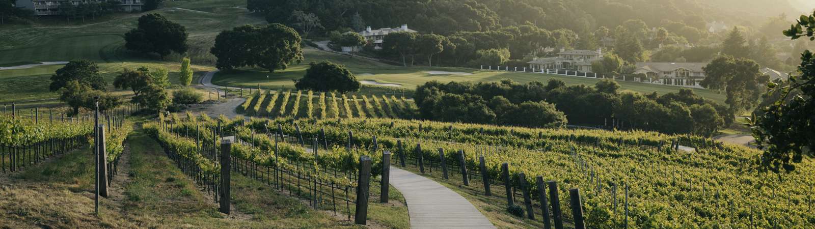 ranch vineyards