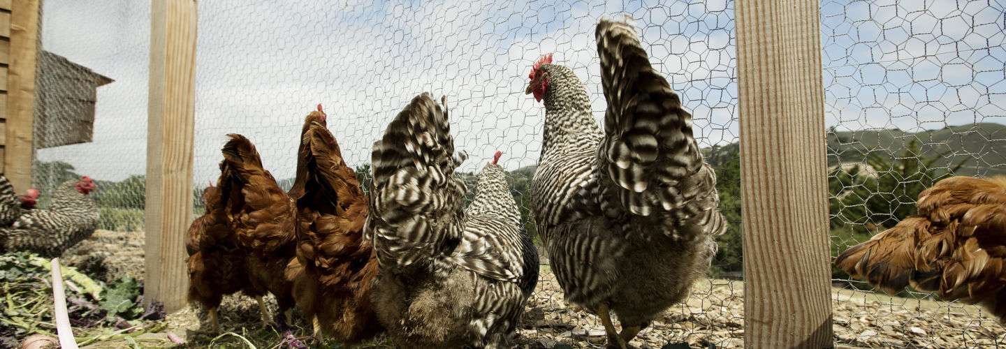 four fluffy chicken, two grey and two brown ones looking over the fence