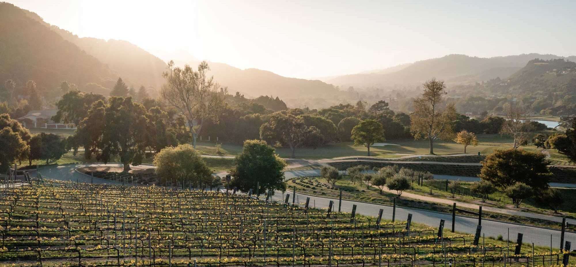 vineyards at carmel valley ranch