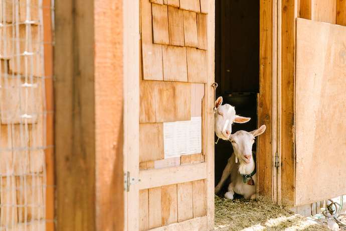 Two goats at the door