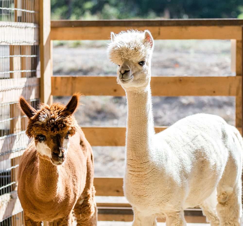 A white and brown alpaca