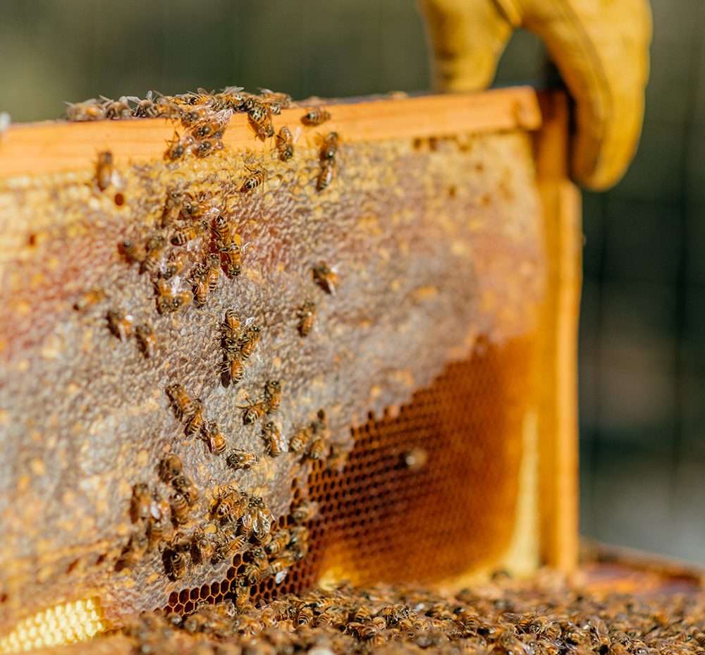 A fresh honeycomb covered in bees