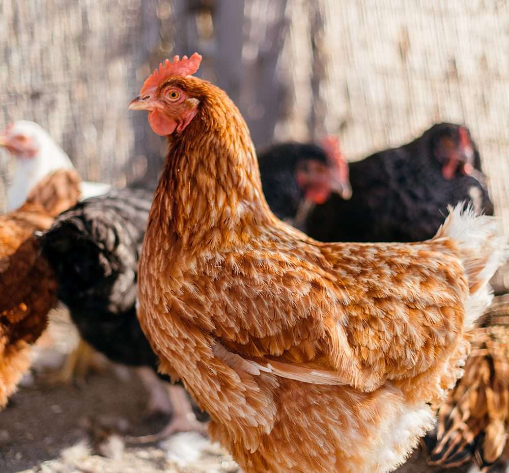 Four chickens