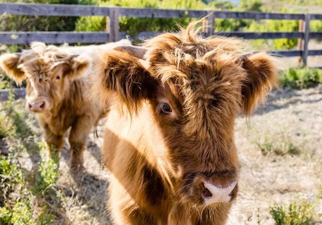 Two fluffy cows in the pasture