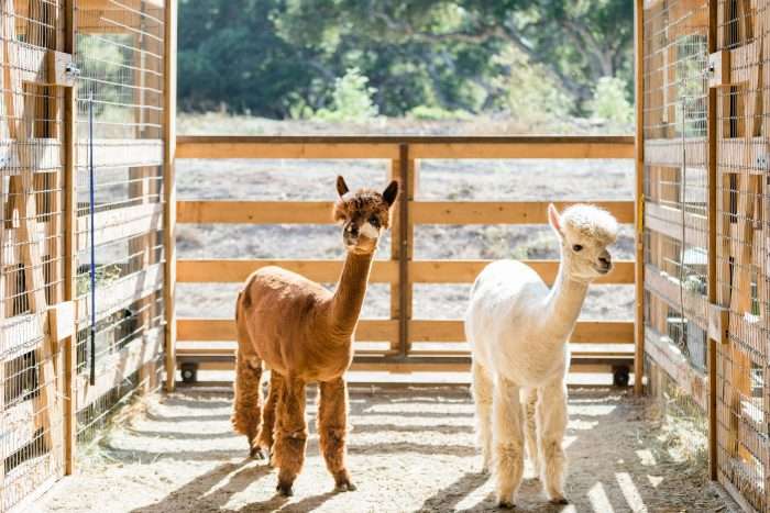Alpacas on The Ranch