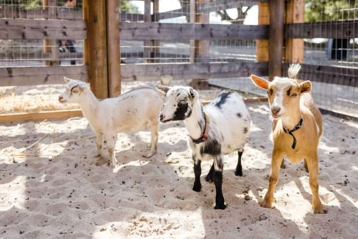Three Young Goats