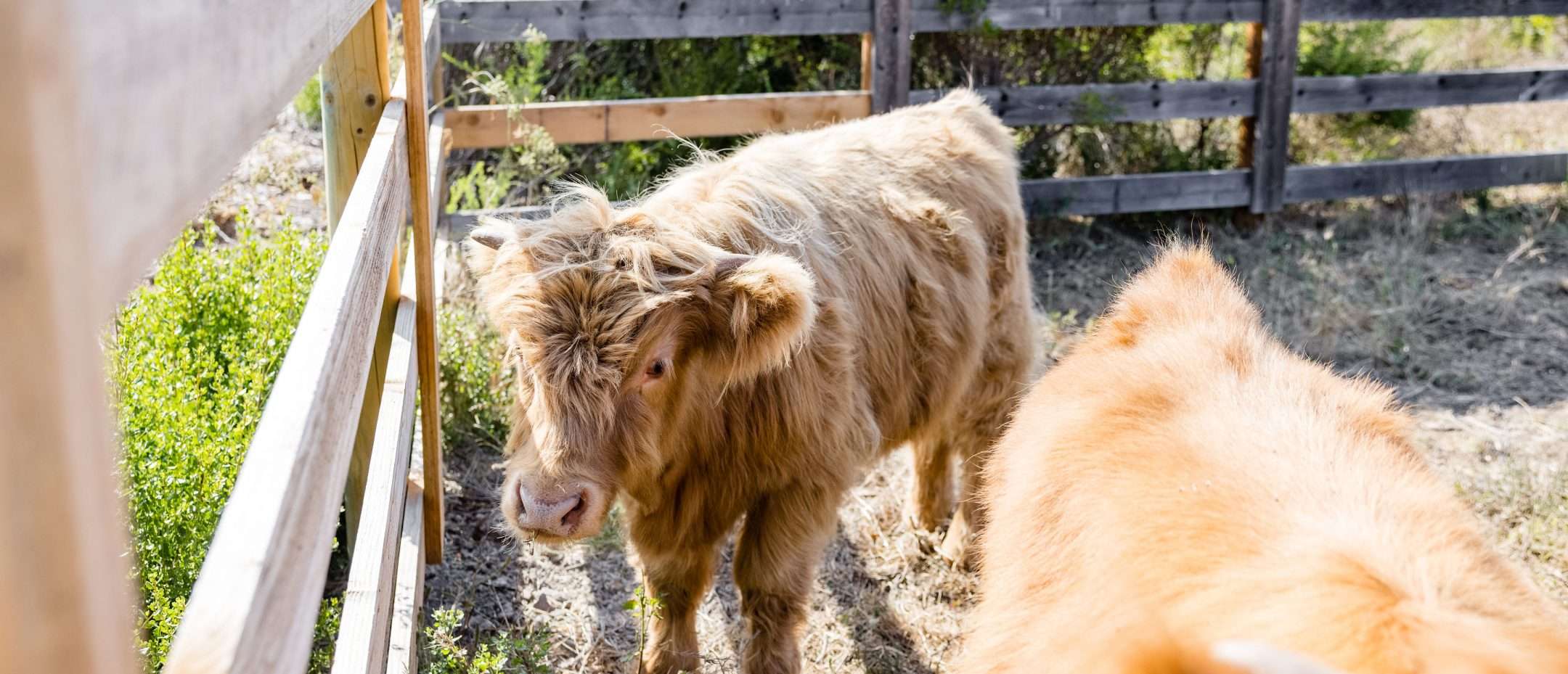 Furry cows in their pen