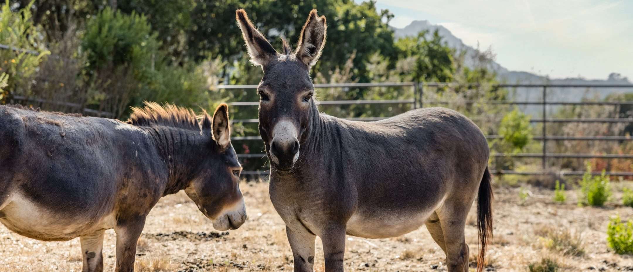Two mules