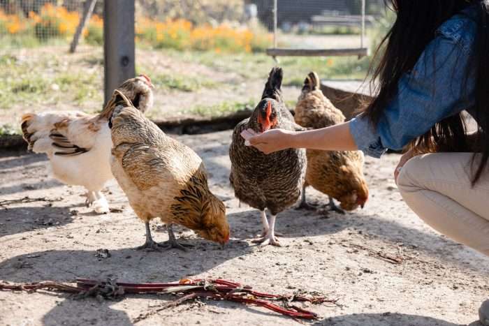 Four chickens outside of the coop