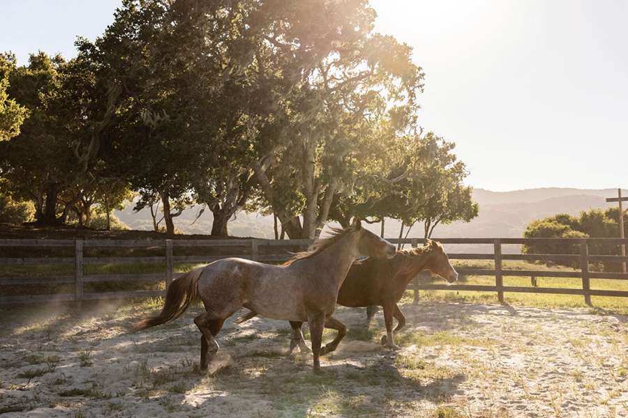 Horses running through a pasture