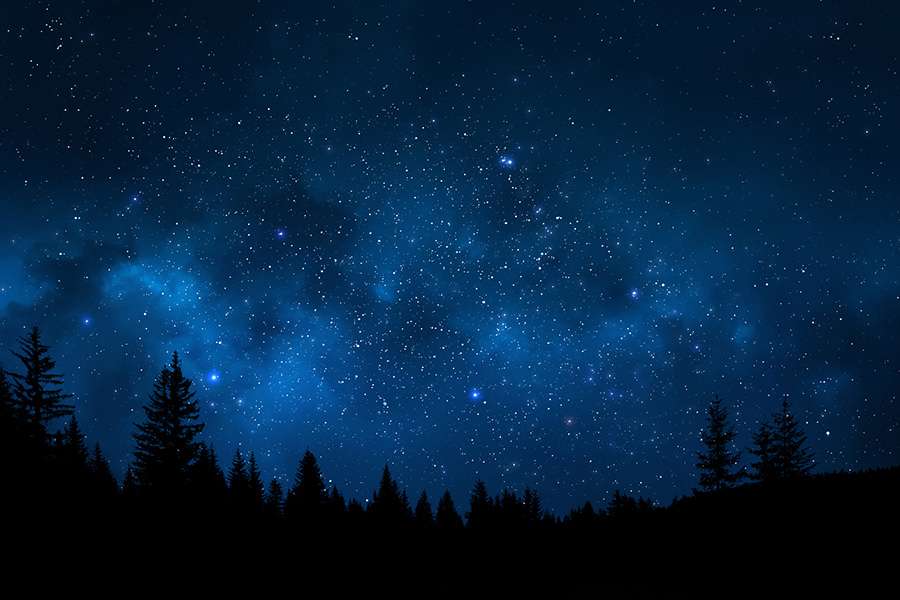 Starry skies over pine trees
