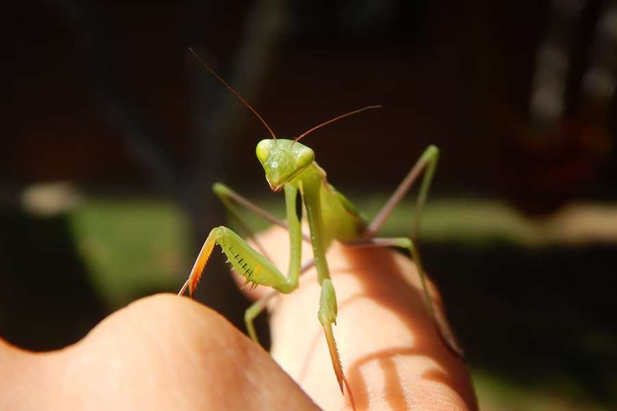 Praying mantis sits on a hand