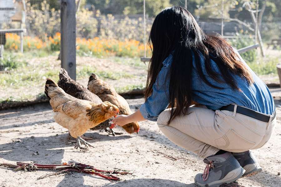 Ranch hand feeding chickens
